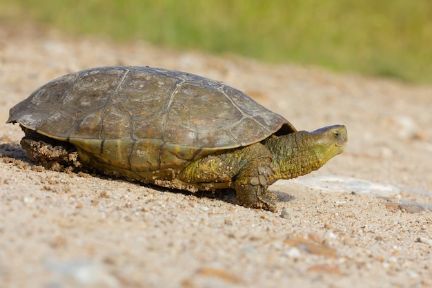 Premium Photo | Closeup of a spanish pond turtle looking for a safe ...