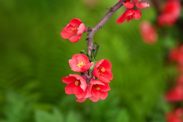 クローズアップ春の花 美しくピンクの開花木の枝 赤い花が春に咲く木 自然の壁にソフトフォーカスの桜や桜の花 開花枝リンゴ プレミアム写真