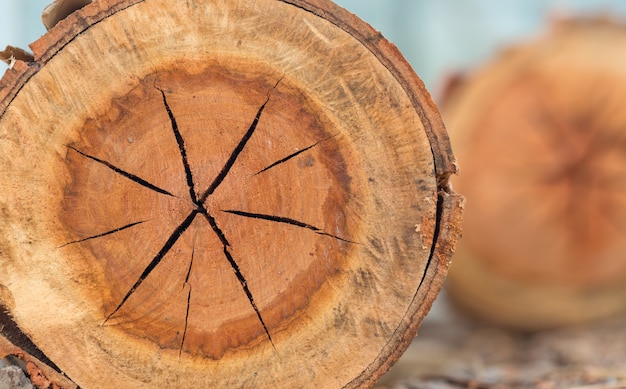 Premium Photo | Closeup stump of eucalyptus tree felled