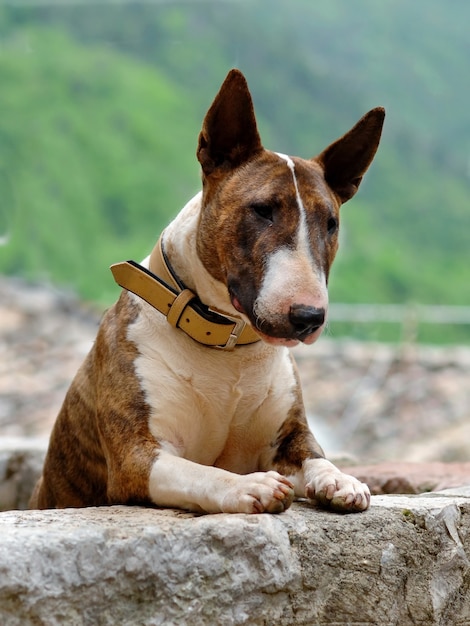 Free Photo | Closeup vertical portrait of a brindle and white bull