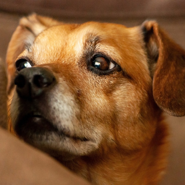 無料の写真 悲しい顔でかわいい茶色の犬のクローズアップビュー