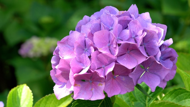 Premium Photo | Closeup of violet hydrangea macrophylla flowers