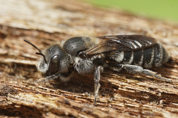 Premium Photo | Closeup of the viper's bugloss mason bee (hoplitis ...