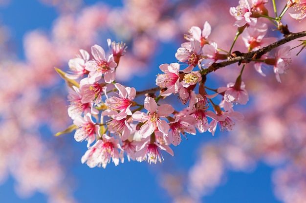 Premium Photo | Closeup of wild himalayan cherry (prunus cerasoides) or ...