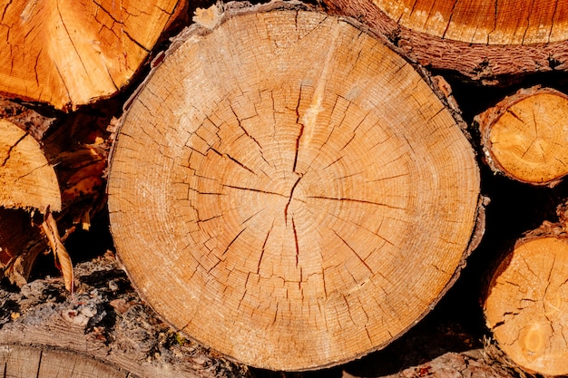 Premium Photo | Closeup wood slice cross logs tree section yellow brown