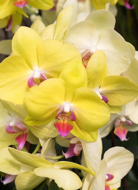 Premium Photo Closeup Of The Yellow Phalaenopsis Orchid 