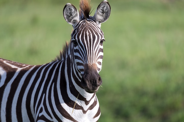 Premium Photo | Closeup of a zebra in a national park