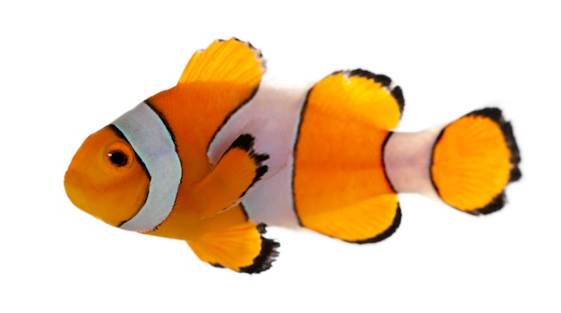 clownfish plugin for teamspeak 3 server icons clownfish plugin for teamspeak 3 server icons