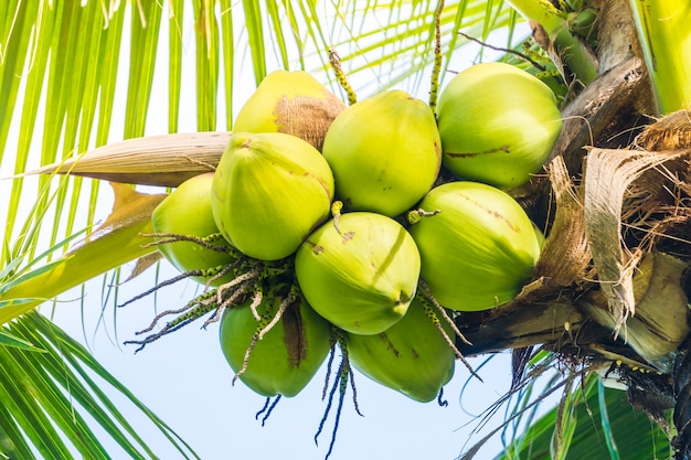 Free Photo | Cluster green coconuts