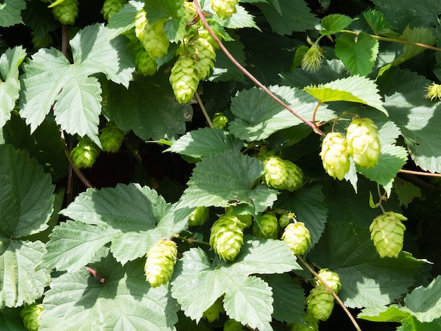 Premium Photo | A cluster of sunlit hops growing in kent