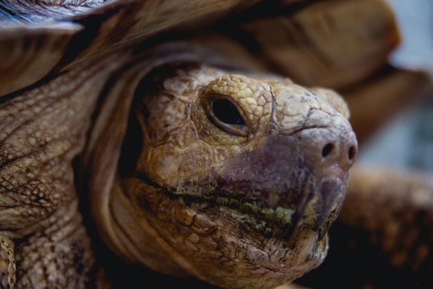 Premium Photo | Coahuilan box turtle in the tropic garden. terrapene ...