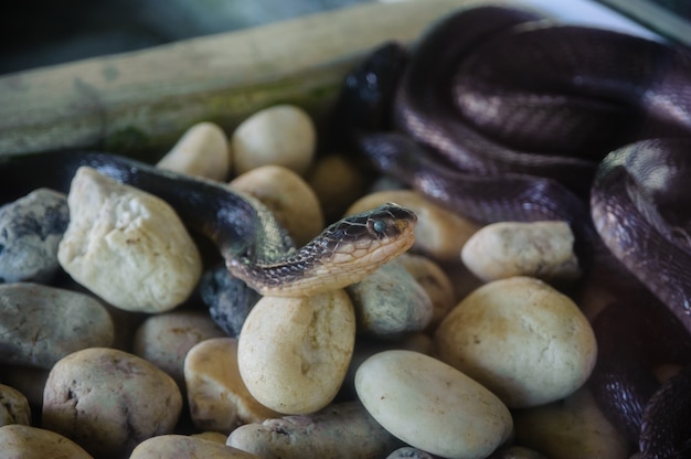 Premium Photo | The cobra snake farm in thailand