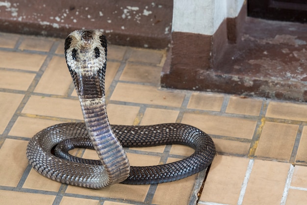 コブラヘビ | プレミアム写真