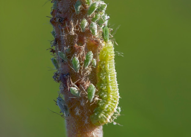 幼虫であるテントウムシ科は 枝に座ってアブラムシを食べる プレミアム写真