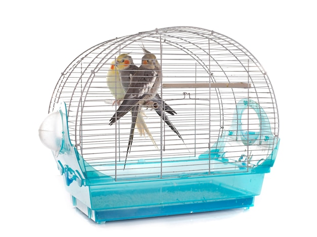 Premium Photo Cockatiel Bird In Cage   Cockatiel Bird Cage 87557 9442 