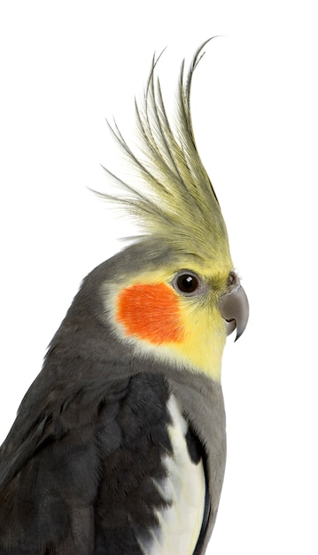 Premium Photo | Cockatiel, Nymphicus Hollandicus, Isolated