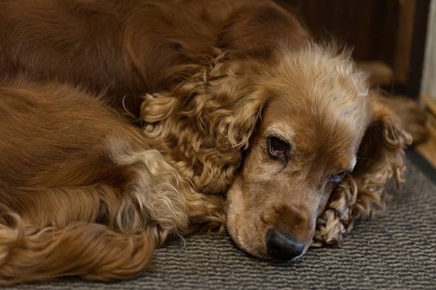 Premium Photo | Cocker spaniel is lying on the rug and waiting for the ...