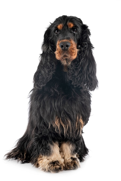 Premium Photo | Cocker spaniel on white isolated