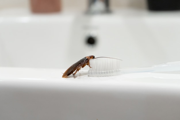 roaches under bathroom sink