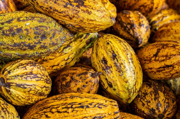 Cocoa beans and cocoa pod on a wooden surface Premium Photo