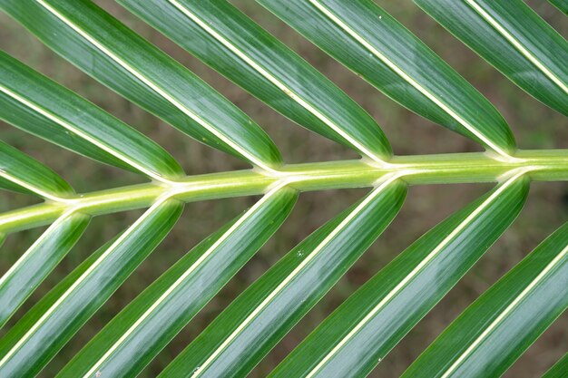 Premium Photo | Coconut leaf texture