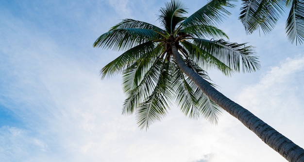 Premium Photo | Coconut palm trees with sunset sky and clouds summer ...