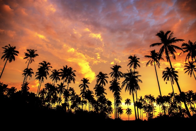 Premium Photo | Coconut Tree On Beach At The Sunset.