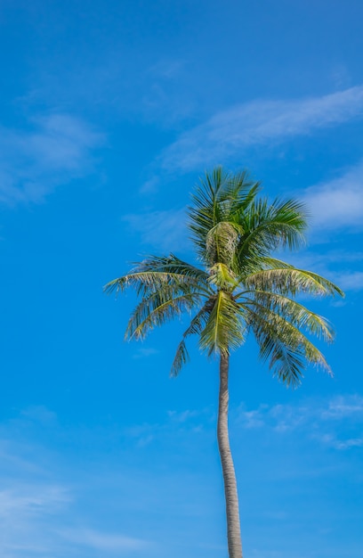 Free Photo | Coconut tree over blue sky