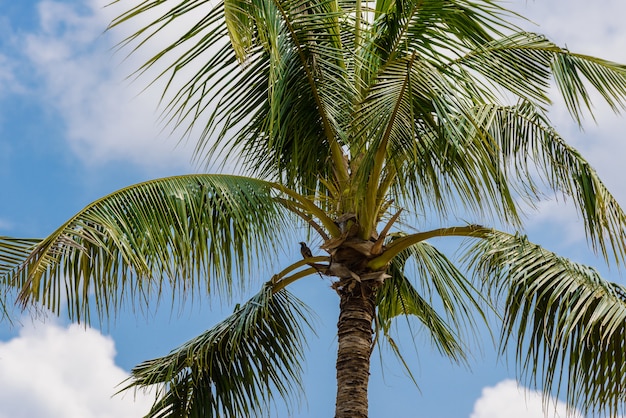 Premium Photo | Coconut tree and blue sky