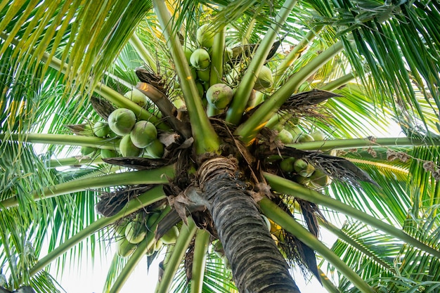 Coconut Petiole | Free Vectors, Stock Photos & PSD