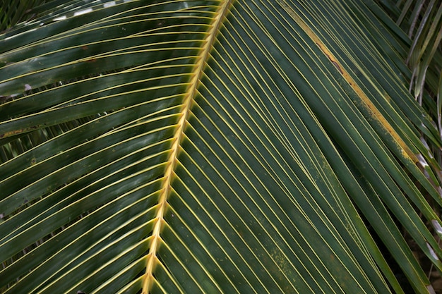 Premium Photo | Coconut tree leaves, coconut leaf texture