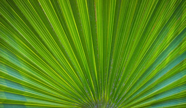 Premium Photo | Coconut tree leaves pattern