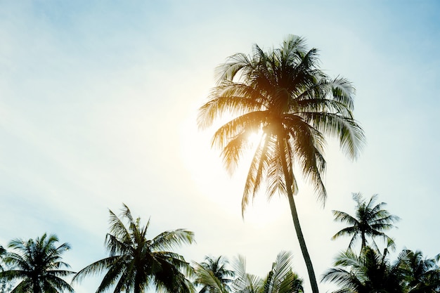 Premium Photo | Coconut tree at sunset.