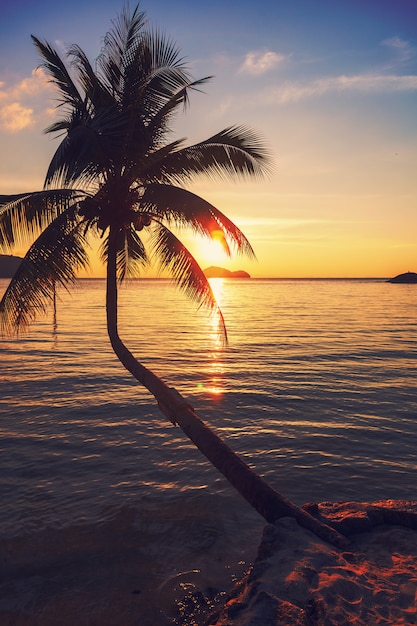 Premium Photo | Coconut tree at tropical coast over sea at sunset ,made ...