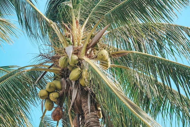 Premium Photo | Coconut tree with blue sky and clouds at sea. pastel or ...