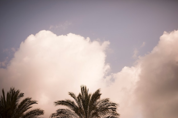 Coconut trees against sky with white clouds Free Photo
