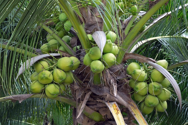 Premium Photo | Coconuts on the tree in the garden.