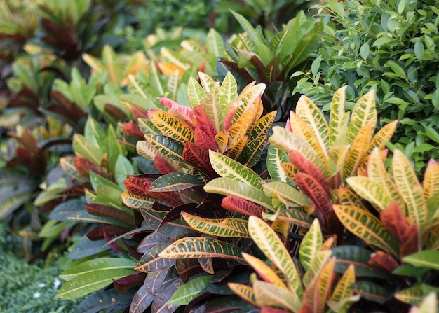 Premium Photo | Codiaeum variegatum or croton hedge of tropical plants