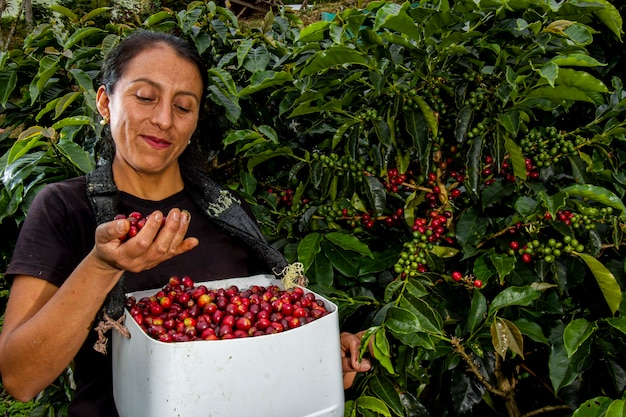 Premium Photo | Coffe plantation