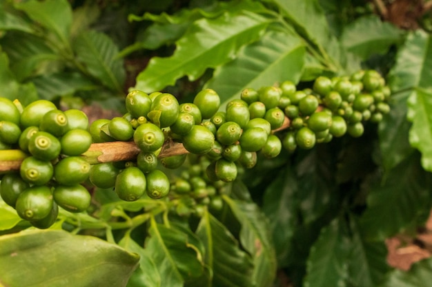 Premium Photo | Coffee green beans on the vine. coffee plantation farm.