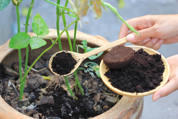 premium-photo-coffee-residue-is-applied-to-the-tree-and-is-a-natural