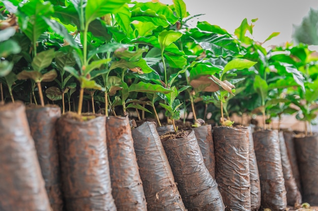 Premium Photo | Coffee seedlings