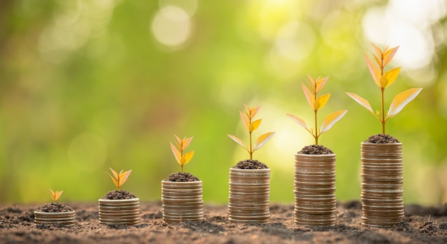 Premium Photo | Coin stack with young green sprout on top. business ...