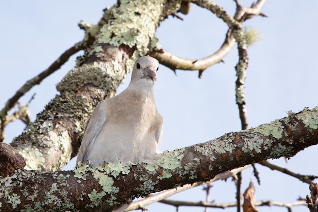 枝の木にとまる鳩に似た襟鳩 プレミアム写真