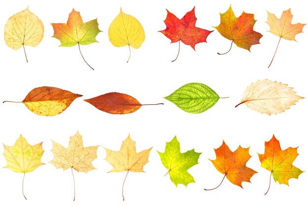 Premium Photo | Collection of beautiful autumn leaves isolated on white ...