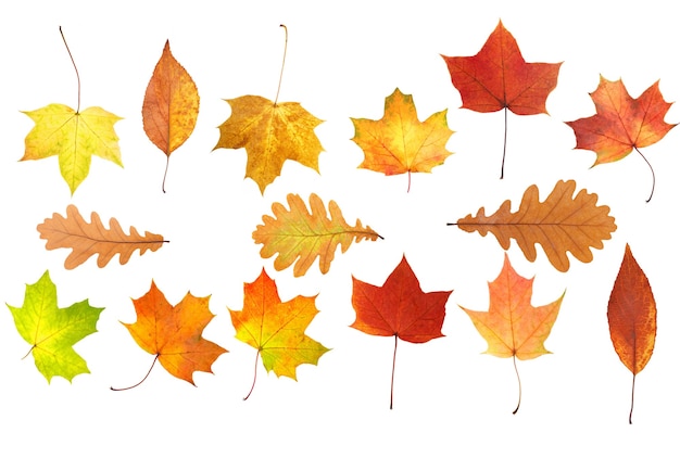 Premium Photo | Collection of beautiful autumn leaves isolated on white ...