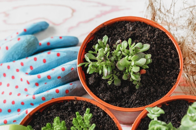 Gardening Gloves For Succulents