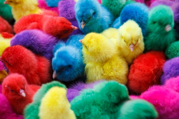 Premium Photo | Color chicken