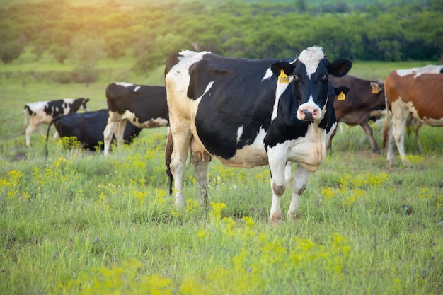 Premium Photo | Color cows in the green field