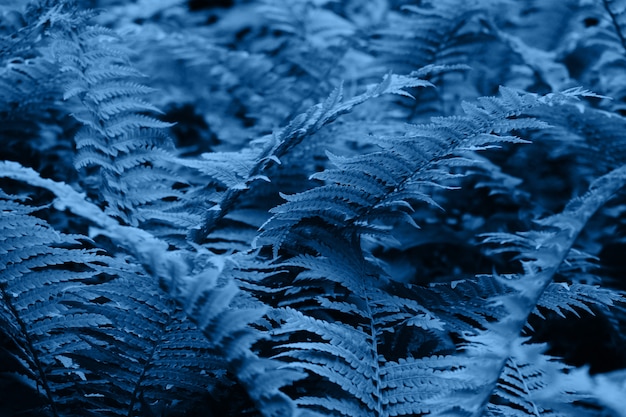 Premium Photo | Color of the year 2020 - classic blue. fern in the